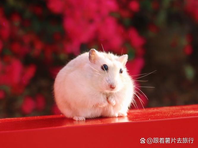 仓鼠的日常破解版中文游戏截图
