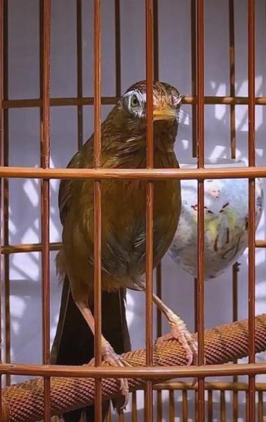 画眉鸟打鸟怎么选