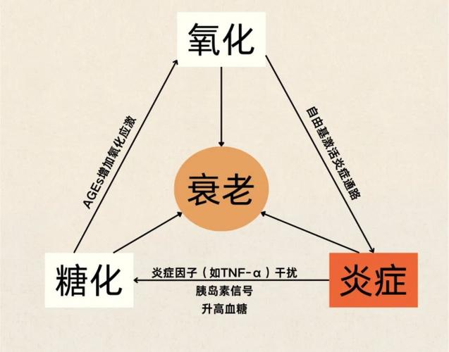 加速衰老的原因