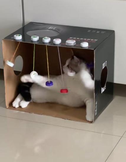 自制简易猫玩具
