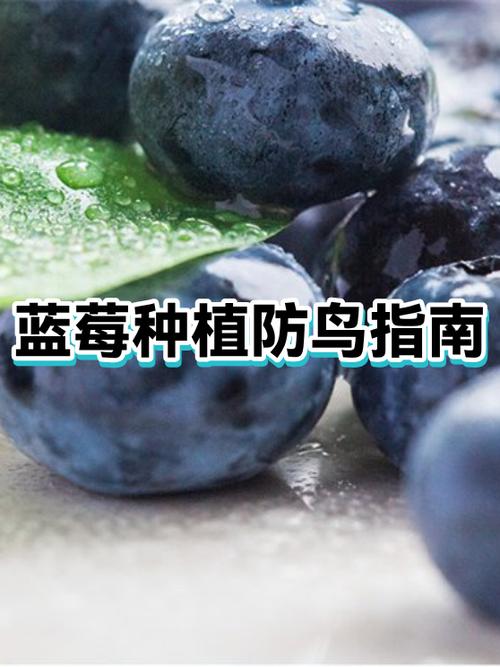 盆栽蓝莓的防鸟措施