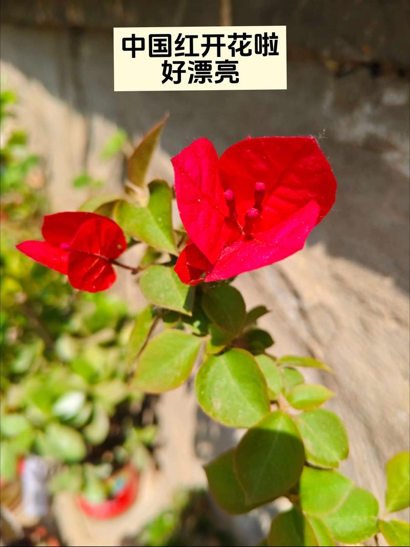 小红书可以找到手机号好友吗