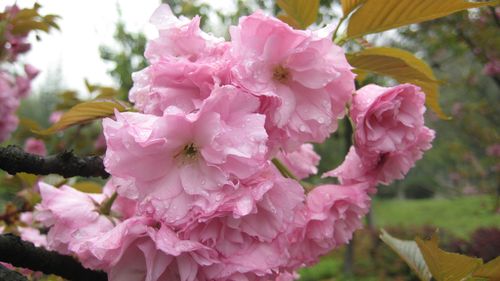 樱花社区怎么注册