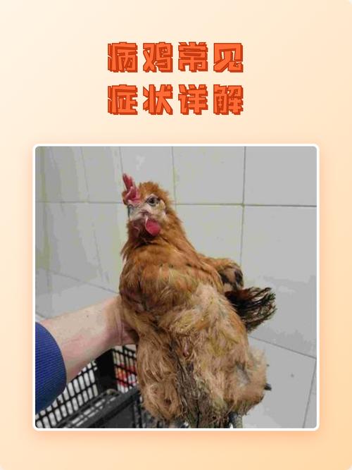 自家生病的鸡能吃吗