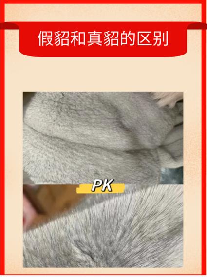 ab版的貂好吗
