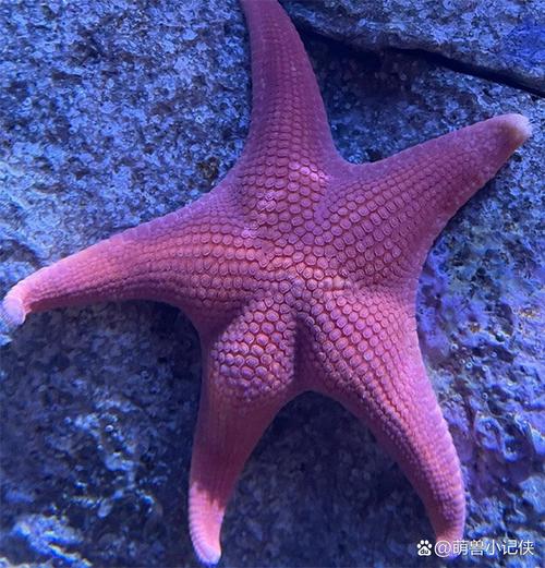 海星怎么游