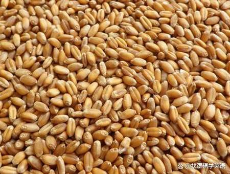 wheat可数吗
