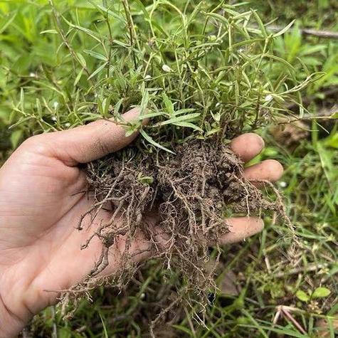 藤莉根的功效及临床应用