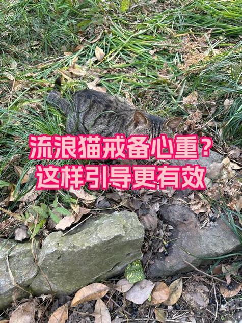 怎么消除小猫的戒备