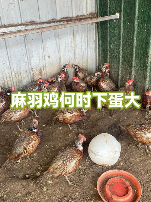 真实鸡下蛋的叫声录音