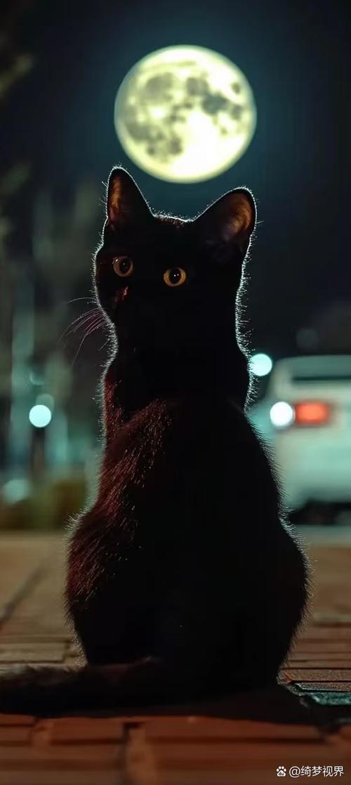 最近很火的小黑猫壁纸