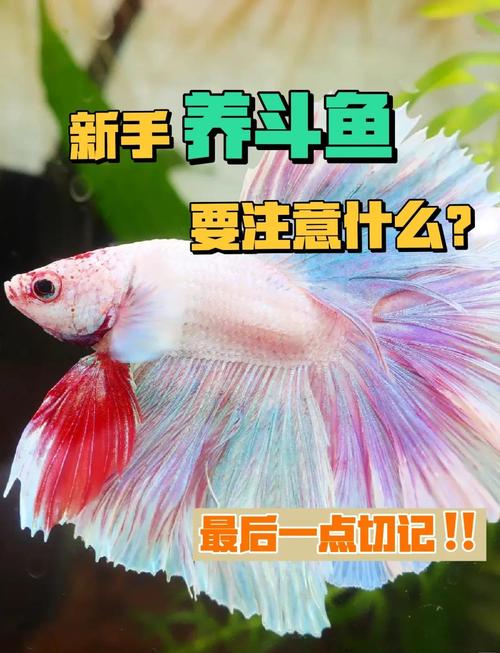 斗鱼去广告精简版