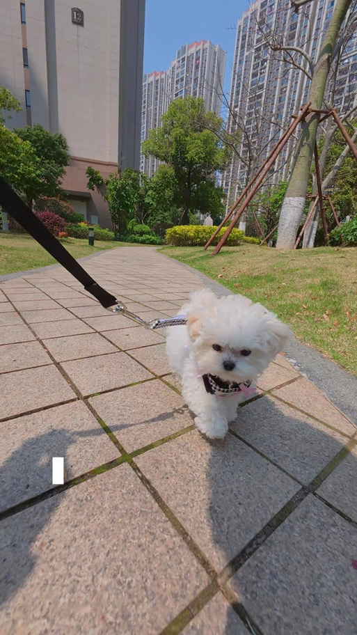 比熊需要天天遛吗