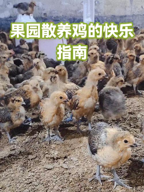 在果园散养鸡赚钱吗