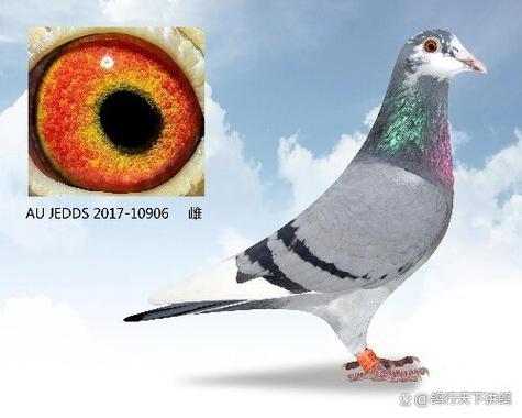 翻翻鸽血统图解截图
