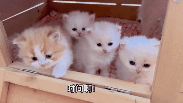 全民K歌会动的小猫