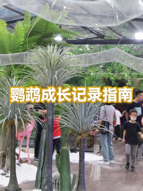 鹦鹉母鸟怎么喂养雏鸟游戏截图
