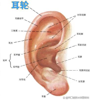 耳朵旁边的部位图