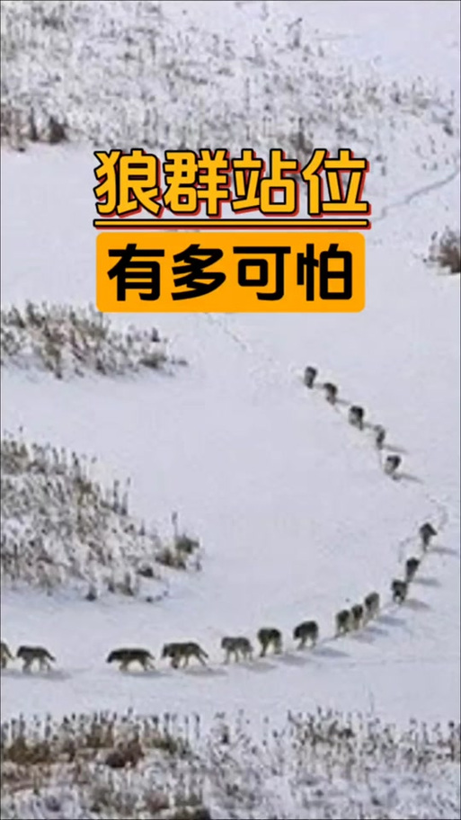 狼群辅助
