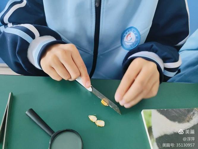 观察种子的结构实验