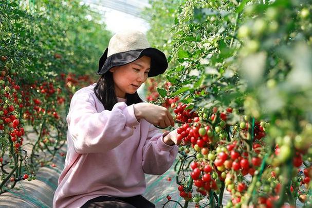 圣女果容易种植吗