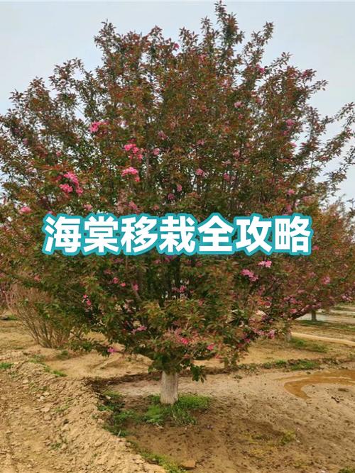 海棠移栽最佳时间图标
