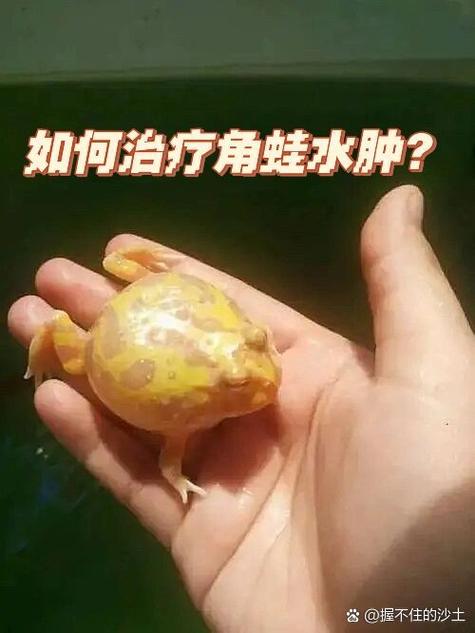 养角蛙的十大忠告