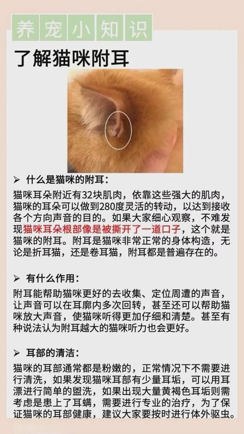 猫咪耳朵旁边的小口子