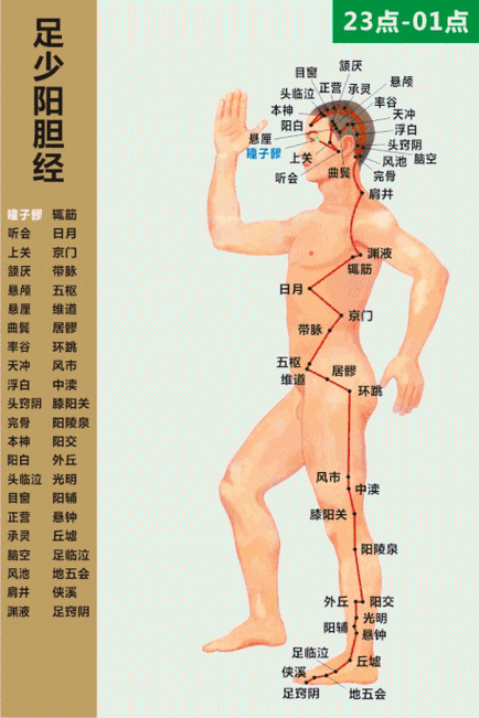 人体十二经络动态走向经络图游戏截图
