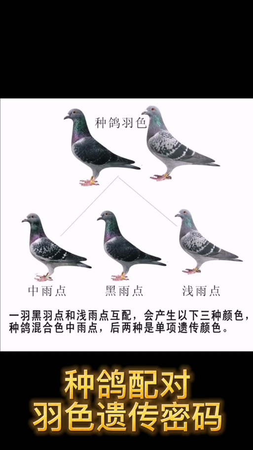 红二线鸽子图片大全图标