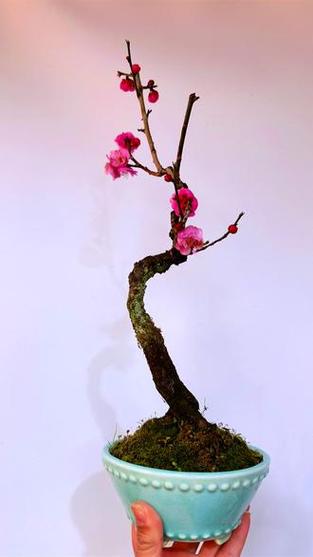梅花直播游戏截图