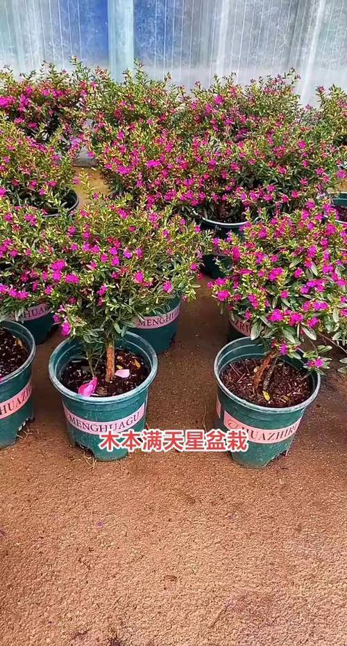绿植满天星