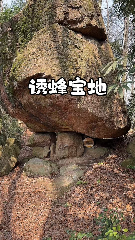 最牛诱蜂的诀窍视频