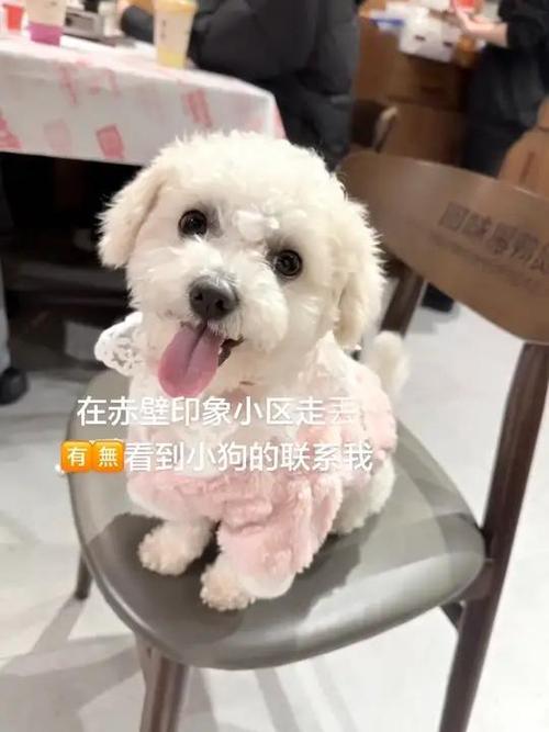 有没有专门帮忙找狗的