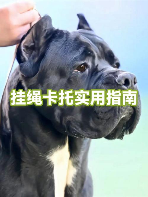 卡托怎么用