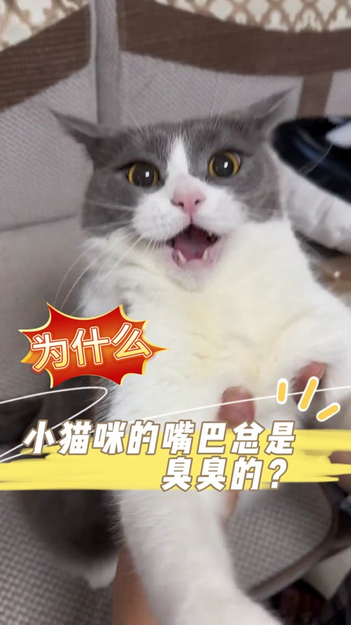 猫味叫音发声器