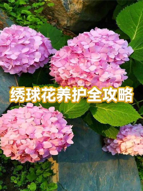 绣球花土壤要求截图