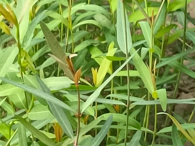 蚂蚁森林种树榆树种临夏意义好吗