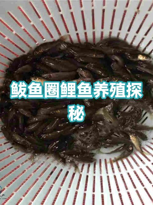 最近鲤鱼走势