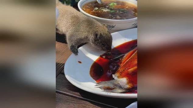动物餐厅客人解锁松鼠