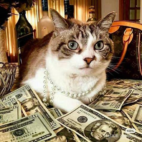 猫咪吉祥名字招财
