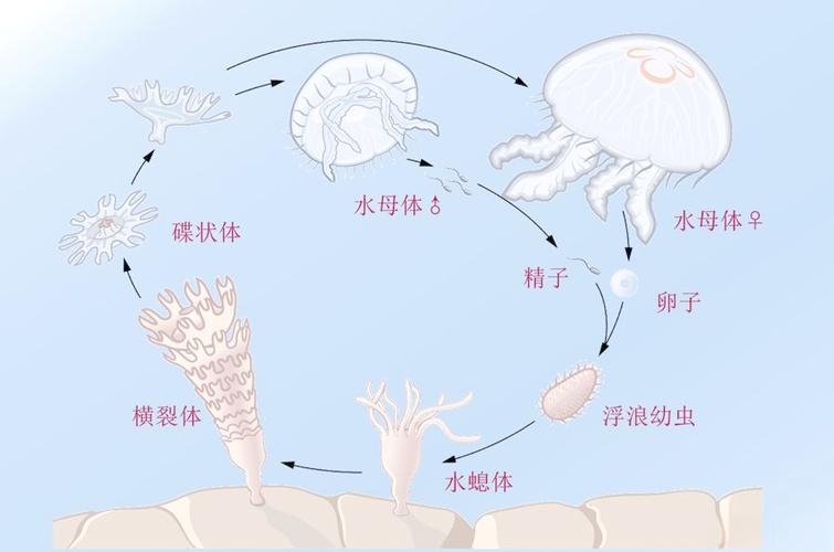 水母dna
