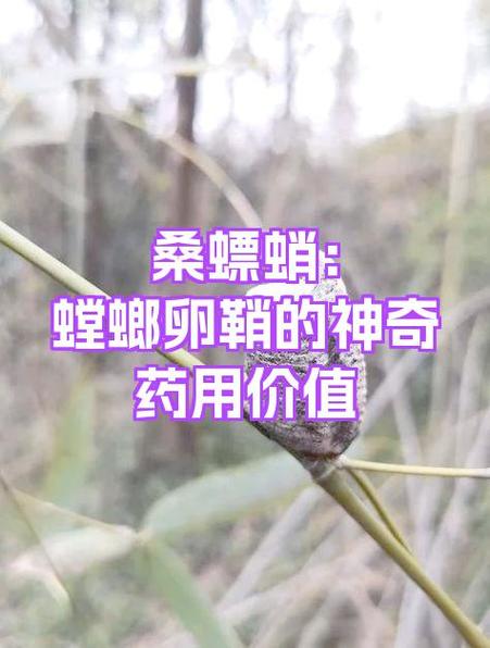 螳螂窝的药用价值及价格