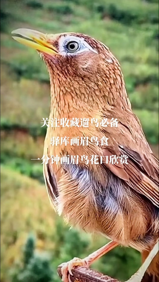 画眉鸟多久才会叫花口