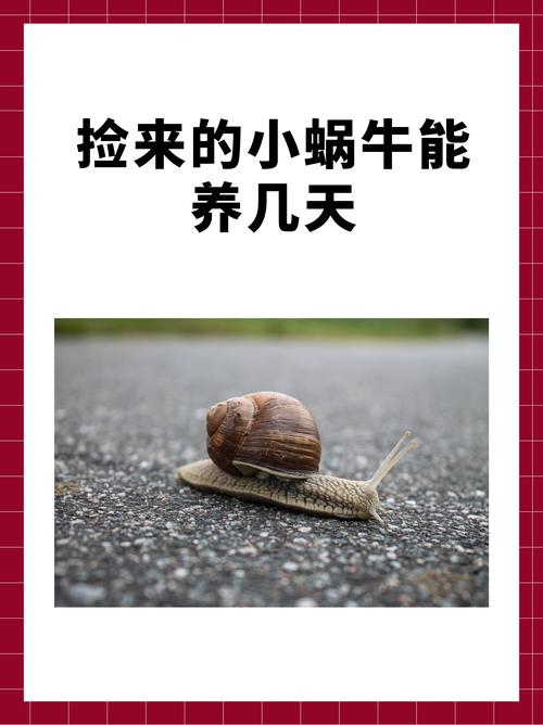 蜗牛24小时热线人工服务