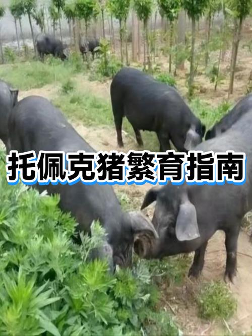 人的繁殖生育方式