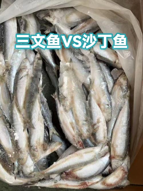 沙丁鱼游戏规则