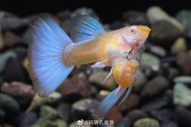 美杜莎白子孔雀鱼缩略图