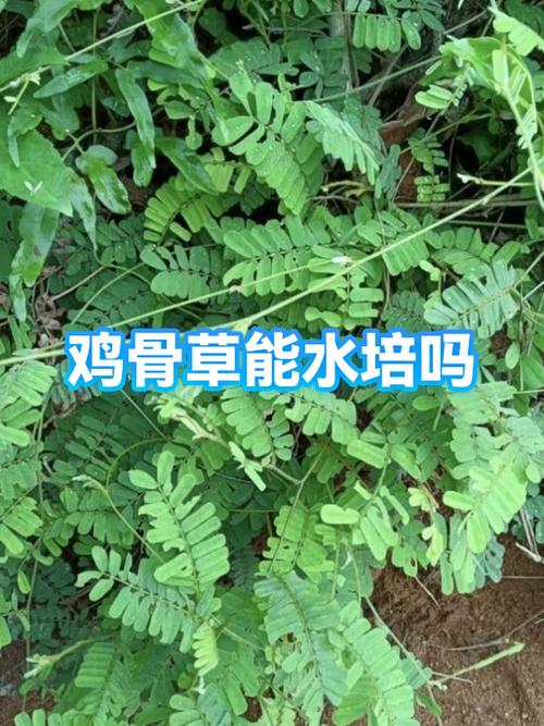 骨头熬出来是绿色的