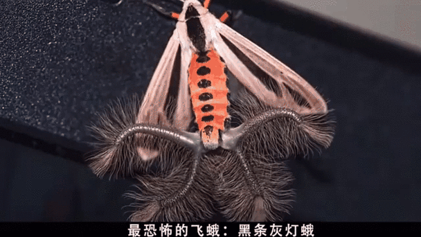 家中常见飞蛾种类